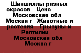 Шиншиллы разных окрасов › Цена ­ 2 000 - Московская обл., Москва г. Животные и растения » Грызуны и Рептилии   . Московская обл.,Москва г.